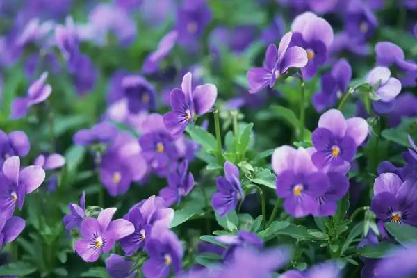 哪些花朵不怕太阳晒，常见的有茉莉花、米兰等