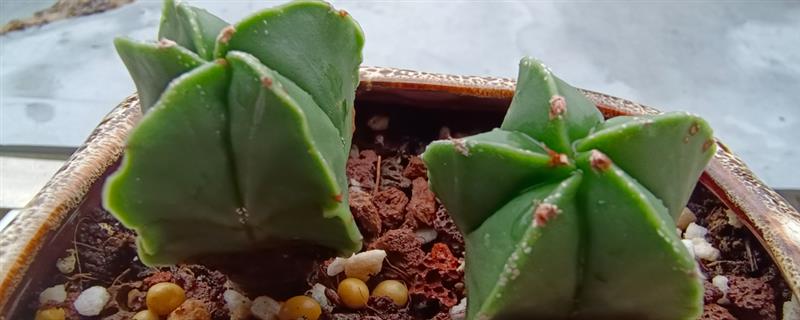鸾凤玉不服盆如何处理，光照过强或过弱时要养在半阴处