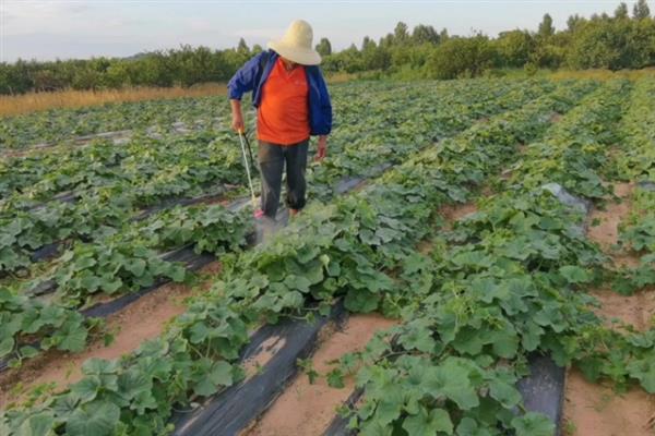 怎么防治香瓜蔓枯病，用热水烫种可灭杀病菌