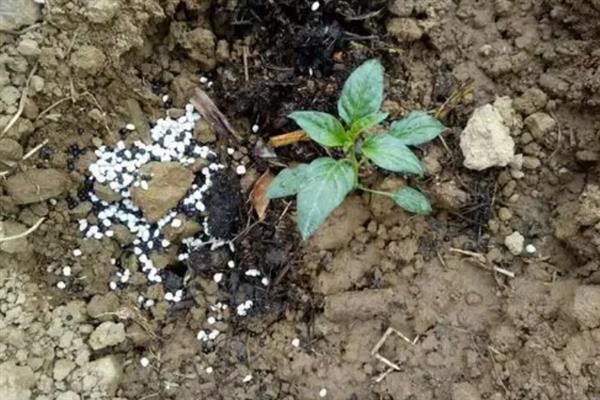 怎么用棉隆对土壤消毒，清除上茬的残留物再使用