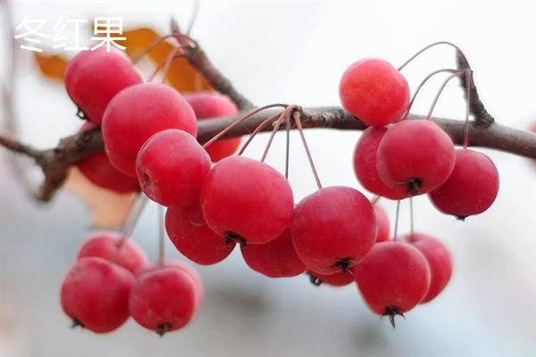 冬红果和海棠果树的区别，品种和叶片均不同