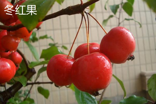 冬红果和海棠果树的区别，品种和叶片均不同