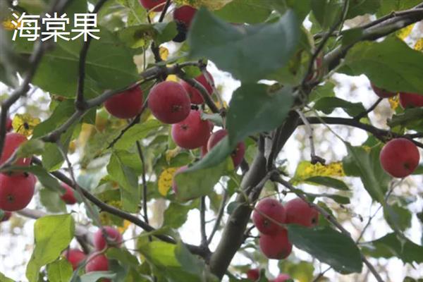 冬红果和海棠果树的区别，品种和叶片均不同