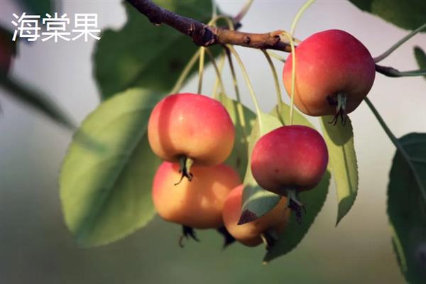 冬红果和海棠果树的区别，品种和叶片均不同
