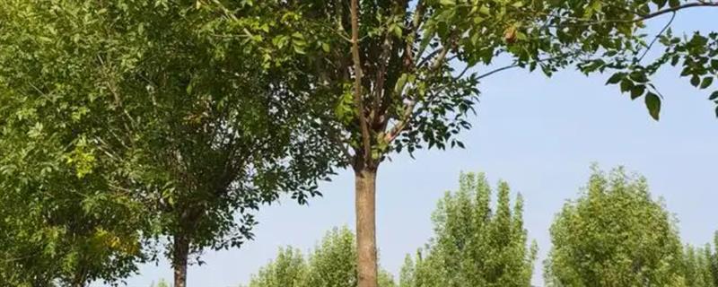 白腊树什么季节修剪，应该在春季修剪