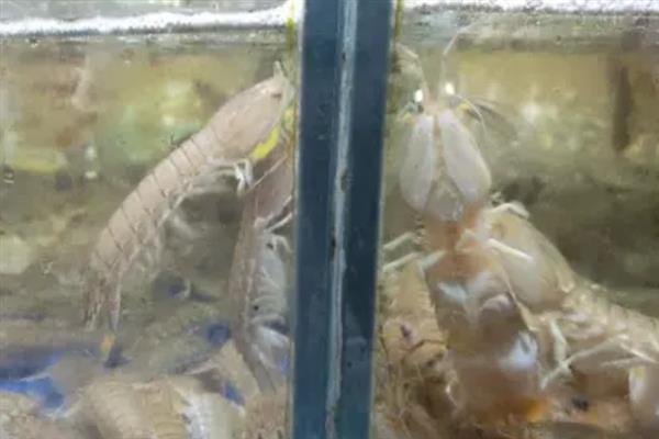 皮皮虾是海里的吗，皮皮虾是海里的