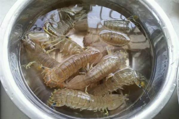 皮皮虾是海里的吗，皮皮虾是海里的