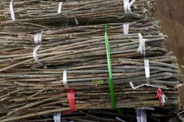 孵化金蝉卵枝的方法，放在孵化箱中并保持高湿度