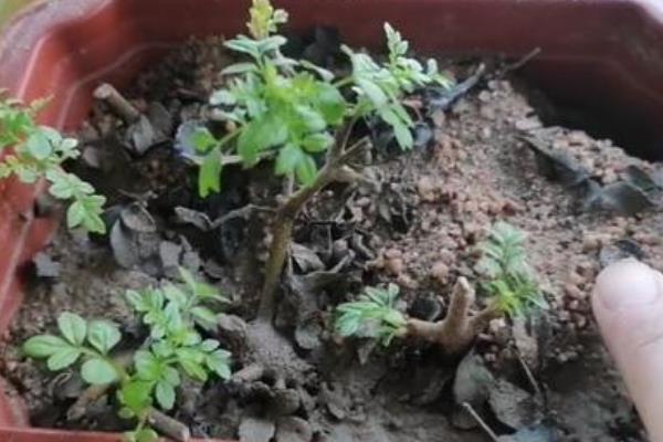 白腊树什么季节修剪，应该在春季修剪