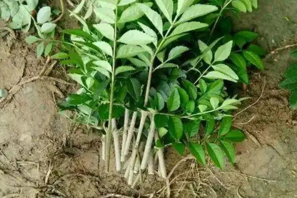 白腊树什么季节修剪，应该在春季修剪