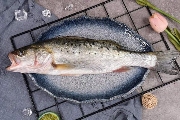 能冬天养的海水鱼，常见的有大黄鱼、鳕鱼等