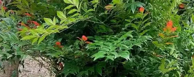 南天竹矮长的方式，要进行打顶处理