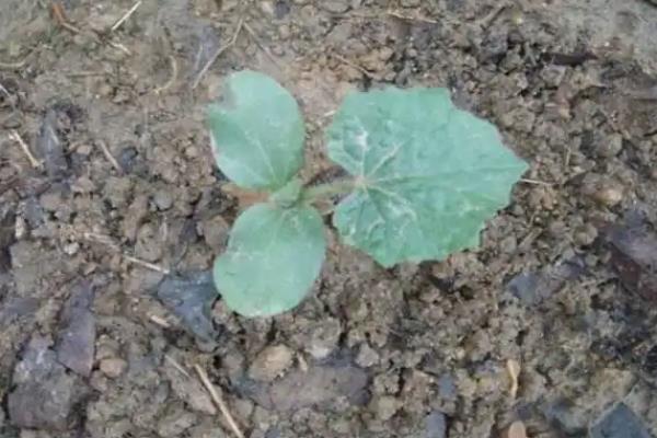 冬瓜如何种植，定植后为其施加一次稀释的肥水
