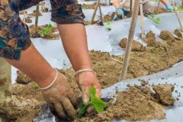 冬瓜如何种植，定植后为其施加一次稀释的肥水