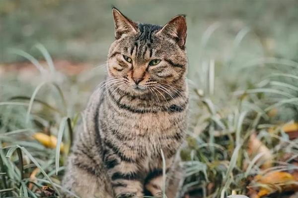 狸花猫亲近主人有什么表现，会对主人伸懒腰、躺在身边玩耍