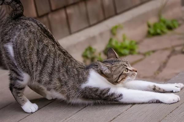 狸花猫亲近主人有什么表现，会对主人伸懒腰、躺在身边玩耍