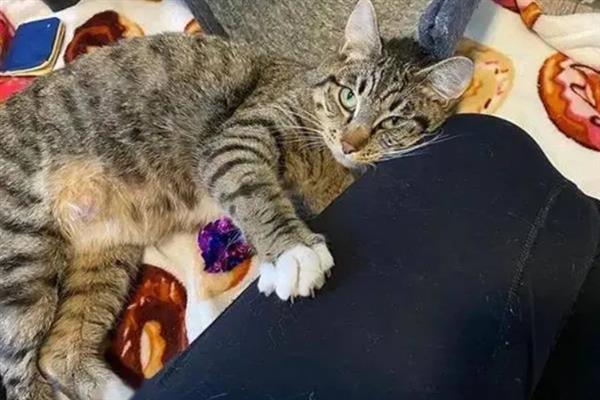 狸花猫亲近主人有什么表现，会对主人伸懒腰、躺在身边玩耍