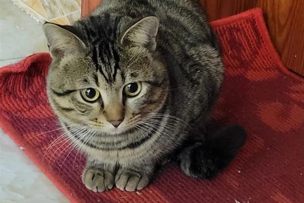 狸花猫亲近主人有什么表现，会对主人伸懒腰、躺在身边玩耍