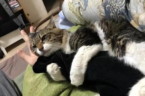 狸花猫亲近主人有什么表现，会对主人伸懒腰、躺在身边玩耍