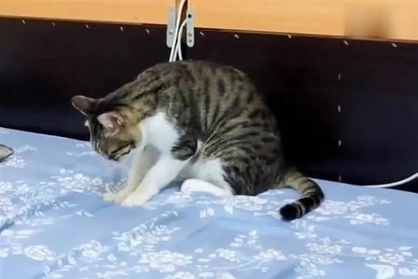 狸花猫亲近主人有什么表现，会对主人伸懒腰、躺在身边玩耍