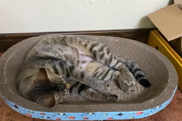 狸花猫亲近主人有什么表现，会对主人伸懒腰、躺在身边玩耍