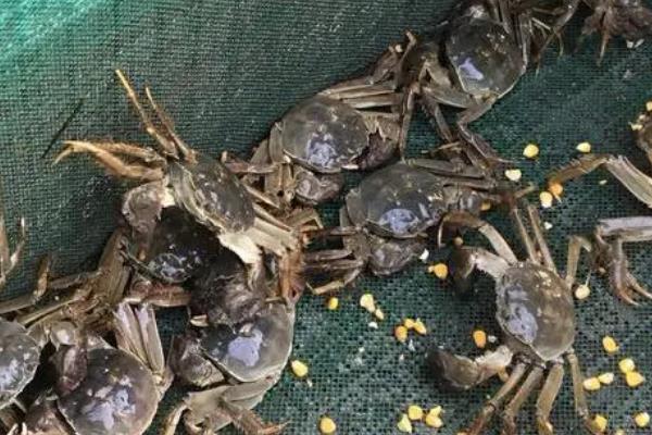 6月份的河蟹肥吗，通常不太肥美