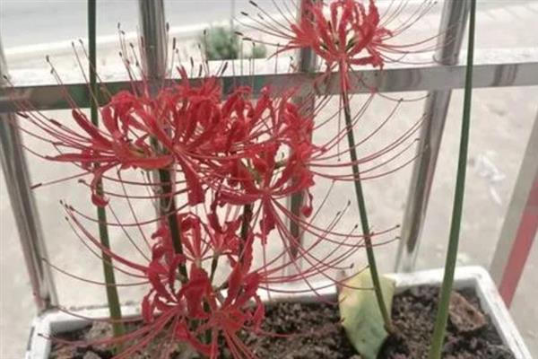 彼岸花烂根如何处理，剪除烂根经过消毒后再重新栽植