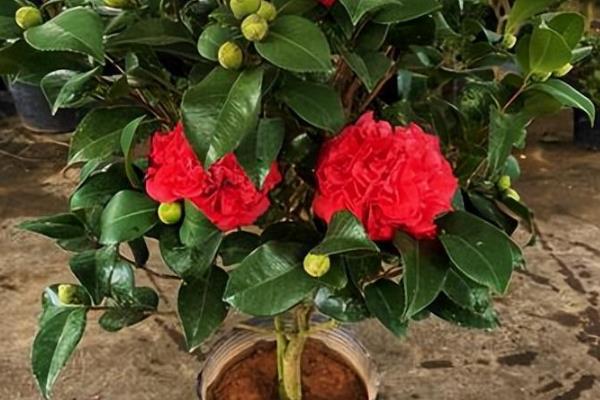 克瑞墨茶花怎么养殖，开花前追施1-2次磷钾肥