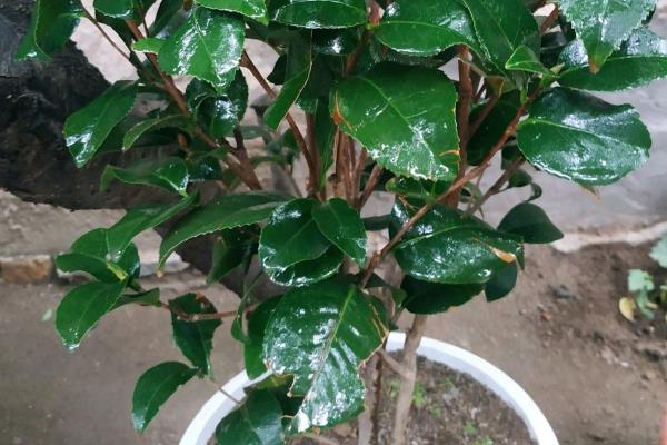克瑞墨茶花怎么养殖，开花前追施1-2次磷钾肥