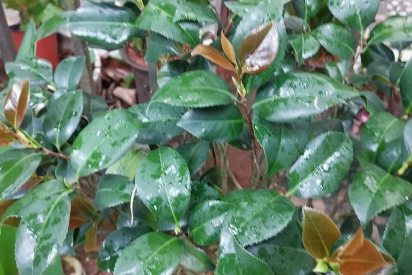 克瑞墨茶花怎么养殖，开花前追施1-2次磷钾肥