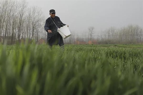 小麦拔节期需要用什么肥料，中后期结合浇水亩施10-15公斤尿素