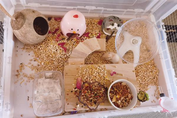 哪个品种的仓鼠好养，推荐一线仓鼠、金丝熊等