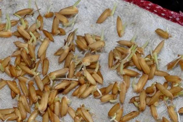 在农村种植水稻能否不翻耕，不影响产量但会让水稻长得很紧密