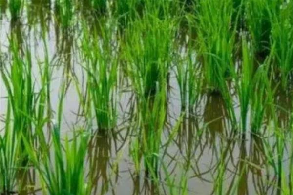 在农村种植水稻能否不翻耕，不影响产量但会让水稻长得很紧密