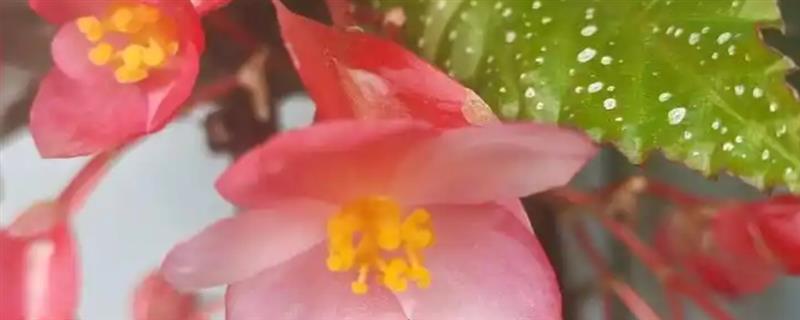 什么时候给竹节海棠打顶，最好是在春季进行