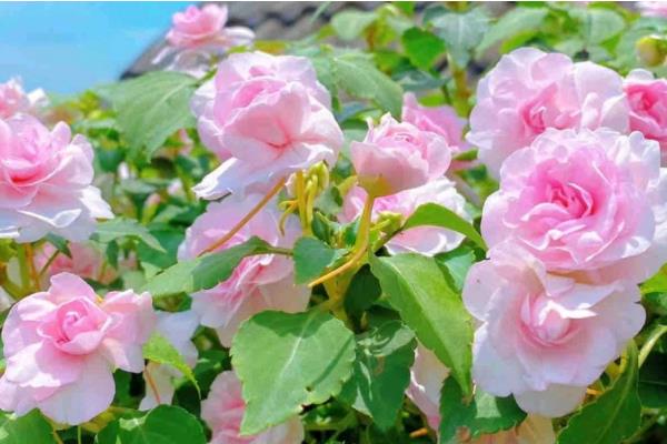 重瓣凤仙花怎么养殖，每隔1-2年换一次盆