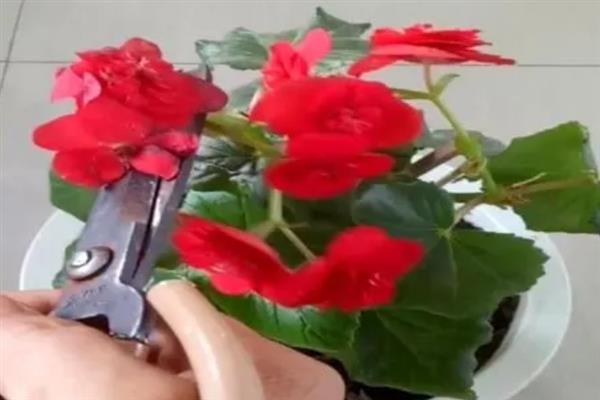 什么时候给竹节海棠打顶，最好是在春季进行