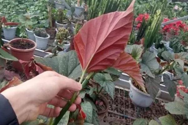 什么时候给竹节海棠打顶，最好是在春季进行