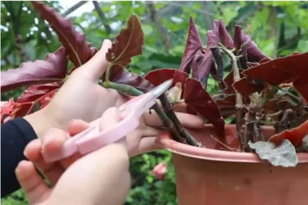 什么时候给竹节海棠打顶，最好是在春季进行