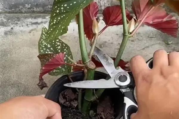 什么时候给竹节海棠打顶，最好是在春季进行