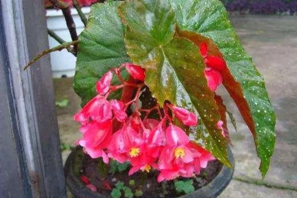 什么时候给竹节海棠打顶，最好是在春季进行
