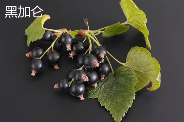 黑加仑和蓝莓的区别，科属和外观均不同