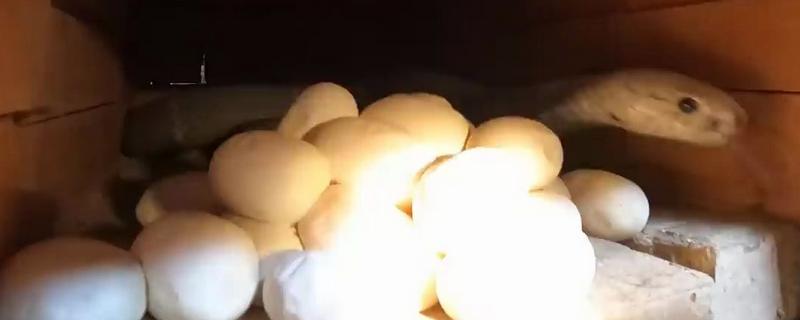 蛇属于胎生还是卵生动物，分为卵生、卵胎生品种