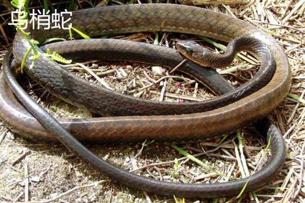 蛇属于胎生还是卵生动物，分为卵生、卵胎生品种