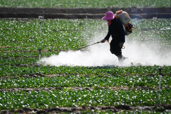 磷酸二氢钾有什么作用，对植物使用具有增产、防治早衰等效果
