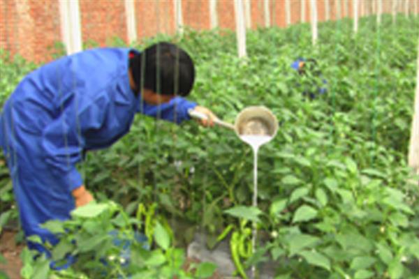 磷酸二氢钾有什么作用，对植物使用具有增产、防治早衰等效果
