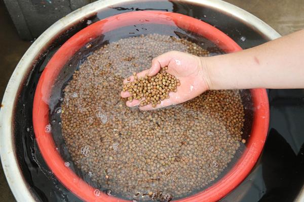 磷酸二氢钾有什么作用，对植物使用具有增产、防治早衰等效果