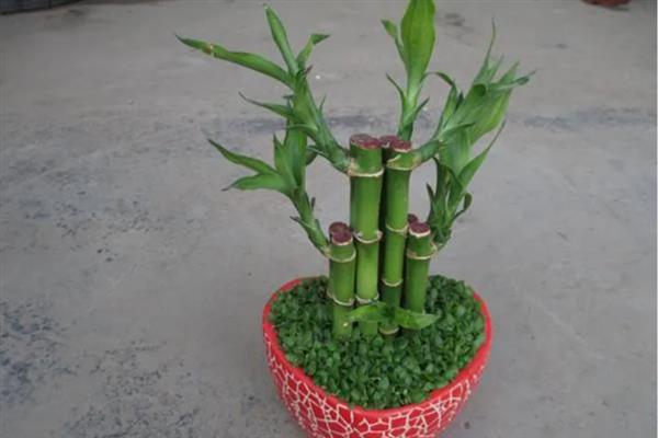 土养富贵竹埋根深度，入土4-5厘米即可