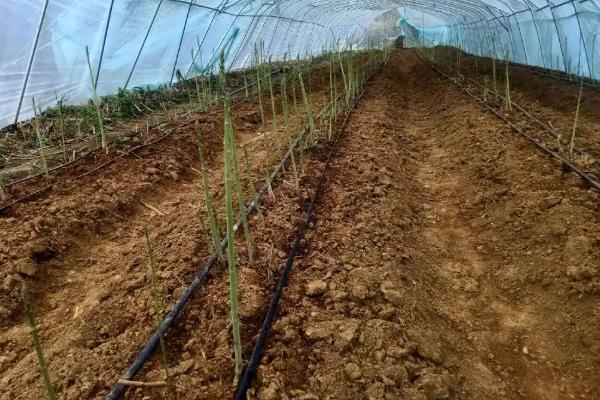 给芦笋除草怎么使用除草通，可在播种后、出苗前兑水喷雾