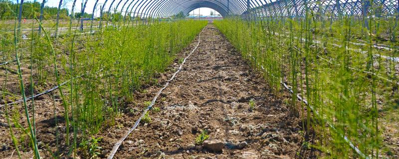 给芦笋除草怎么使用除草通，可在播种后、出苗前兑水喷雾